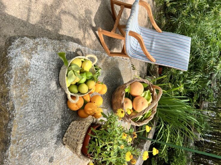 Palma: Orange Farm, Olive Mill, & Winery Tour With Tastings - Activity Details