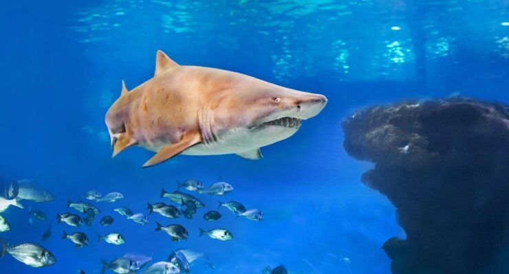 Palma: Palma Aquarium Ticket With Transfer Service - Experience Highlights at Palma Aquarium