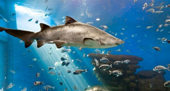 Palma: Palma Aquarium Ticket With Transfer Service - Language Options and Accessibility