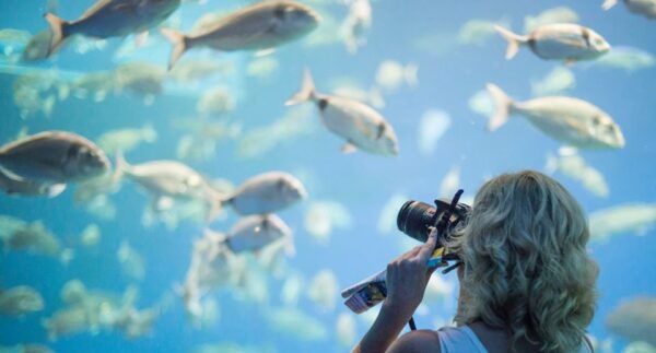 Palma: Palma Aquarium Ticket With Transfer Service - Frequently Asked Questions