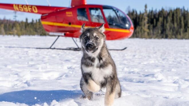 Palmer: "Dogs and Glaciers" Sledding and Helicopter Tour - Duration and Availability