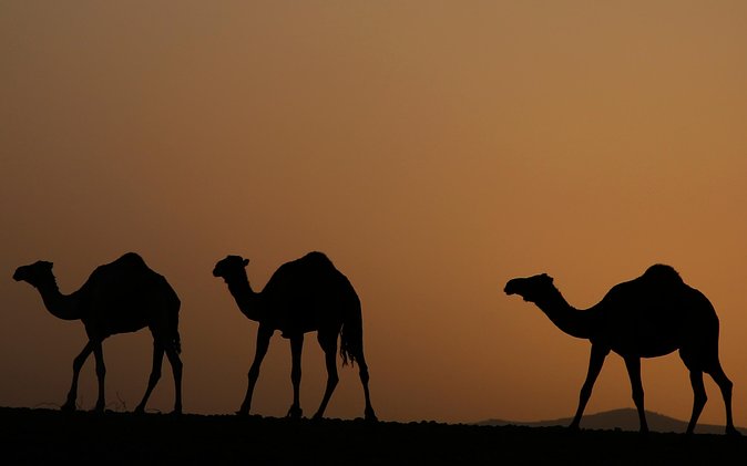 Palmerai Groove Camel Ride With Sunset - Sunset Camel Ride Experience