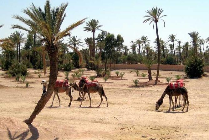 Palmeraie Quad Bikinig, and Camel Riding Tour. - Inclusions and Accessibility