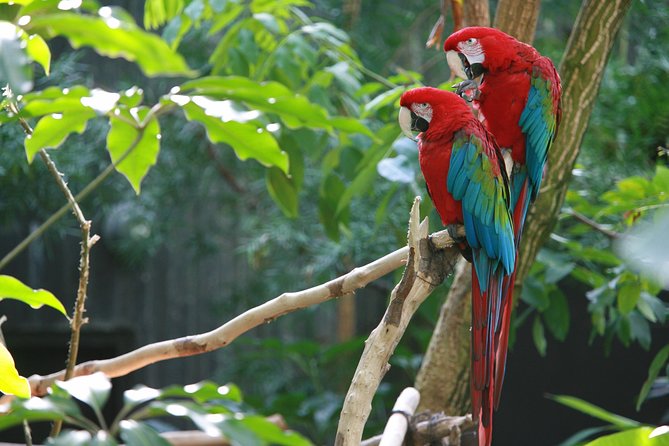 Palo Verde Boat Tour - Wildlife Spotting Opportunities