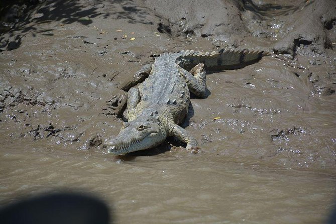 Palo Verde Boat Tour From Playa Flamingo - Booking Information