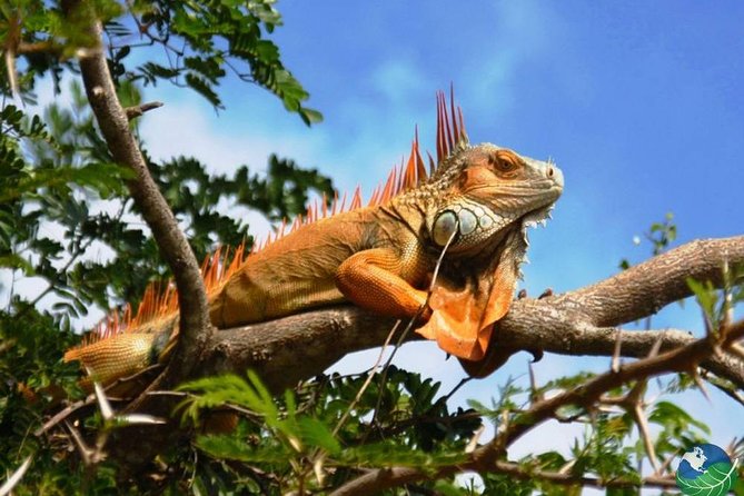 Palo Verde National Park Boat Tour and Lunch - Price Details