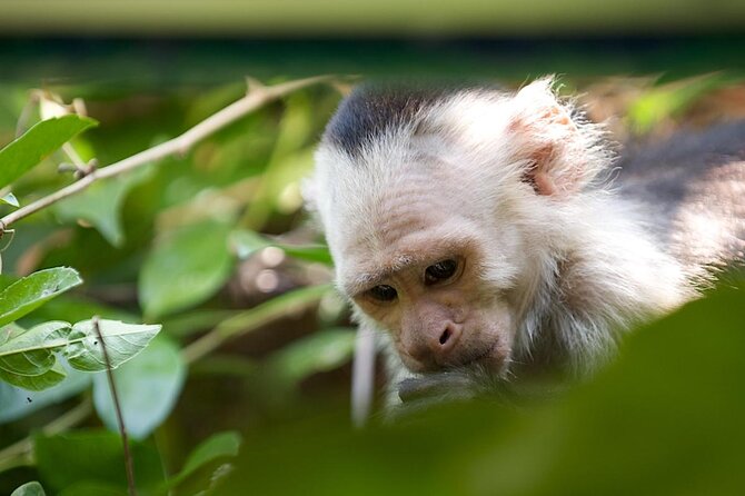 Palo Verde National Park Boat Tour - Wildlife Spotting Opportunities