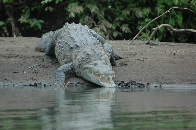 Palo Verde National Park River Safari Boat Tour - Customer Reviews