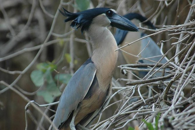 Palo Verde Wildlife Tour From Tamarindo - Tour Overview