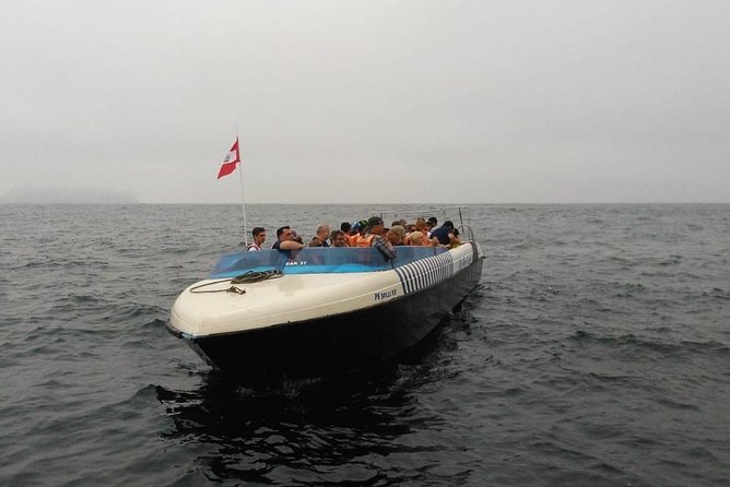 Palomino Islands Sea Lion Swimming Tour From Lima - Tour Itinerary