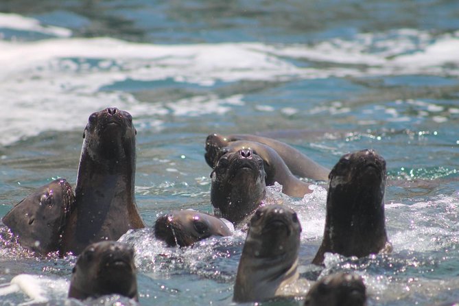 Palomino Islands Sea Lion Swimming Tour From Lima - Wildlife Encounters