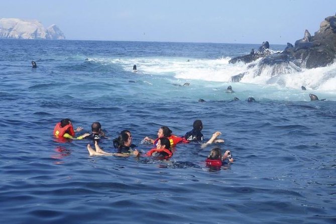 Palomino Islands Sea Lion Swimming Tour From Lima - The Sum Up