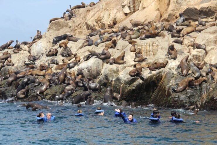 Palomino Islands: Swim With Sea Lions in the Pacific Ocean - Activity Highlights