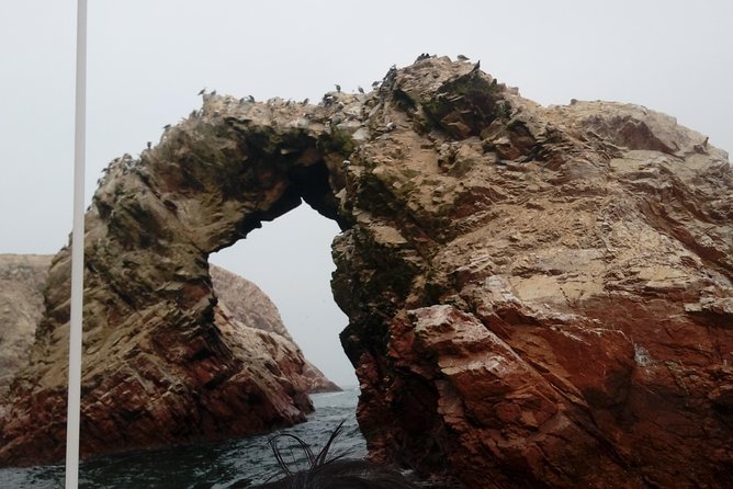 Palomino Islands Swimming With Sea Lions From Lima - Discover the Enchanting Palomino Islands