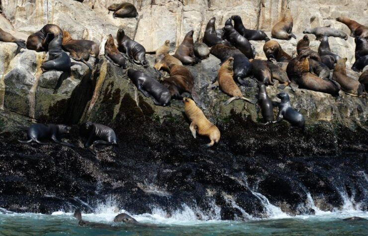 Palomino Islands Yacht Tour and Swim Alongside the Sea Lions - Tour Details