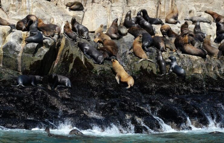 Palomino Islands Yacht Tour and Swim Alongside the Sea Lions - Tour Booking and Logistics