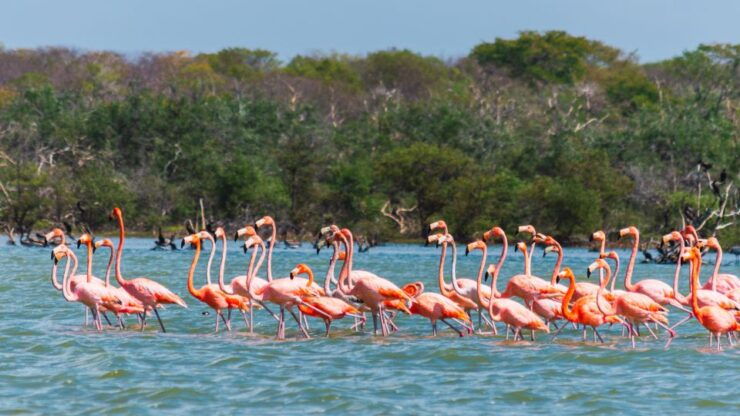 Palomino: Sanctuary of Flamingos Day Tour - Tour Details