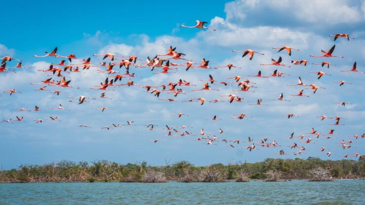 Palomino: Sanctuary of Flamingos Day Tour - Experience Highlights