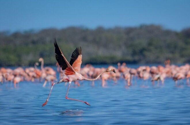 Palomino: Sanctuary of Flamingos Day Tour - Itinerary Overview