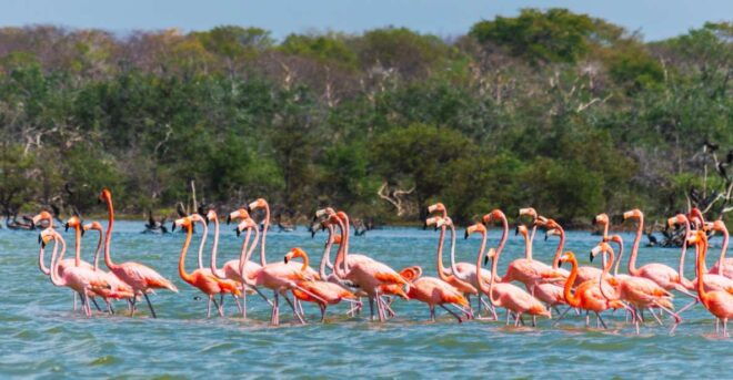 Palomino: Sanctuary of Flamingos Day Tour - Transportation Information