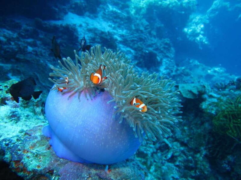 Pamilacan island: Dolphins, snorkel, lunch and walking tour - Who Should Consider This Tour?