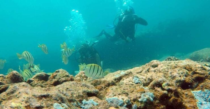 Panama City Beach: Beginner Scuba Diving Experience - Activity Details and Booking Information