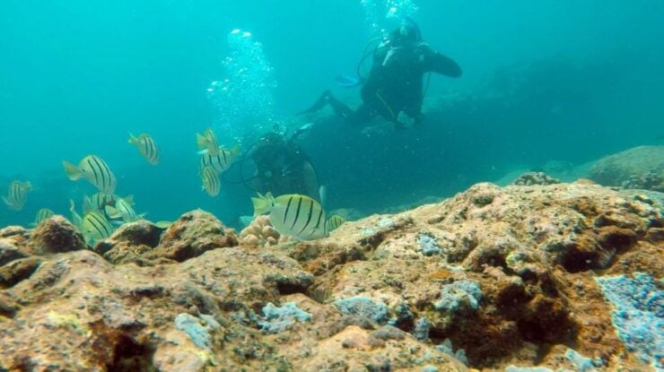 Panama City Beach: Beginner Scuba Diving Experience - Experience Highlights