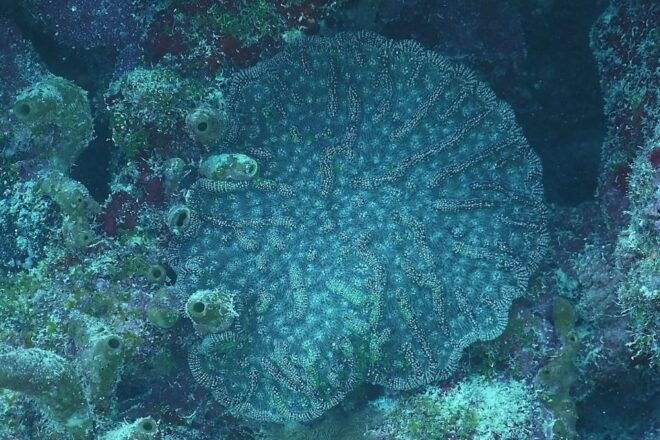 Panama City Beach: Beginners Scuba Diving Tour - Inclusions and Exclusions