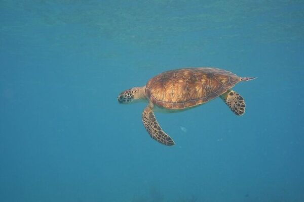 Panama City Beach: Beginners Scuba Diving Tour - Important Information