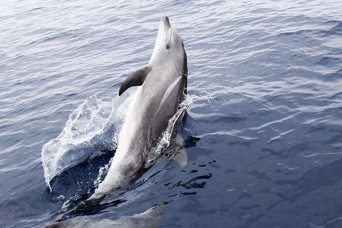 Panama City Beach Dolphin Sightseeing Sail - Overview and Inclusions