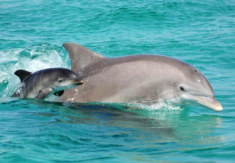 Panama City Beach: Dolphin Sightseeing Trip by Catamaran - Good To Know