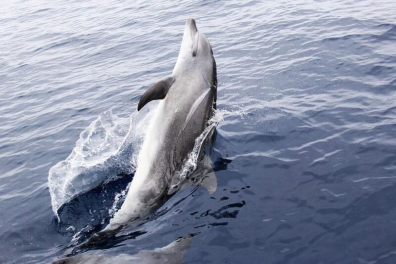 Panama City Beach: Dolphin Sightseeing Trip by Catamaran - Who Is This Tour Best For?