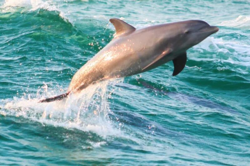Panama City Beach: Dolphin Watching and Snorkeling Tour - What You Can Expect from the Tour