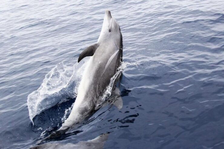 Panama City Beach: Dolphin Watching Trip by Catamaran - Booking Information