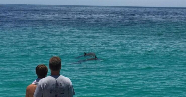 Panama City Beach: Dolphin Watching Trip by Catamaran - Experience Highlights