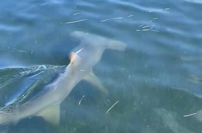 Panama City Beach Florida, Dolphin, Shell Island and Eco Tours - Final Thoughts