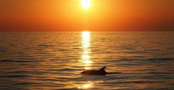 Panama City Beach: Sunset Catamaran Cruise - Inclusions and Meeting Point