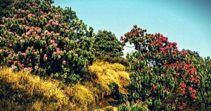 Panchase: 2 Days Trek - Trekking Itinerary