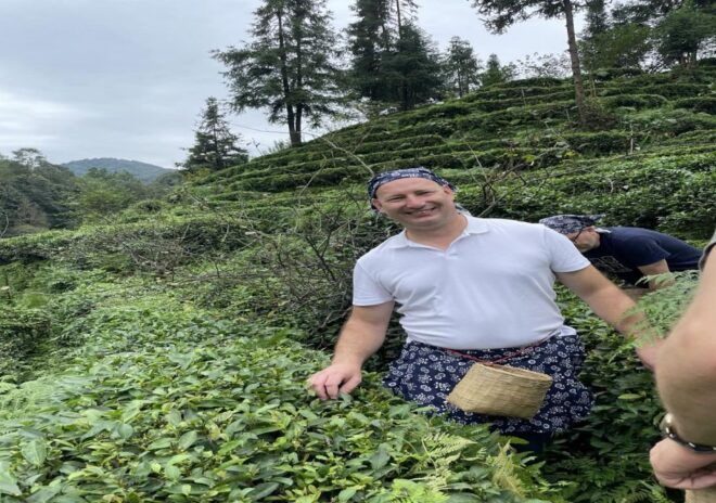Panda and Green Tea Making Tour - Itinerary