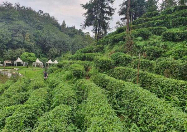 Panda and Green Tea Making Tour - Important Information