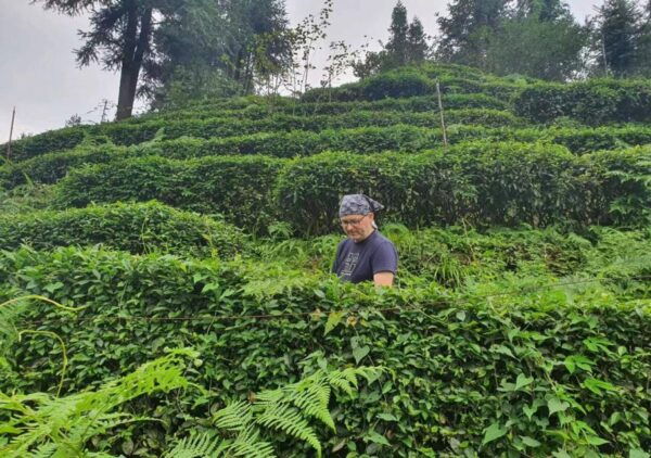 Panda and Green Tea Making Tour - Frequently Asked Questions