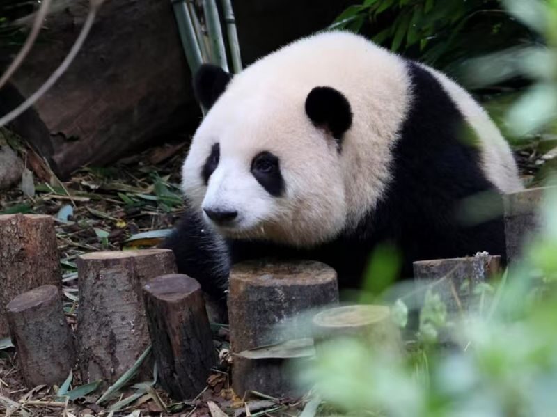Panda Base & Dujiangyan Full-Day Guided Tour - A panda morning paired with Dujiangyan