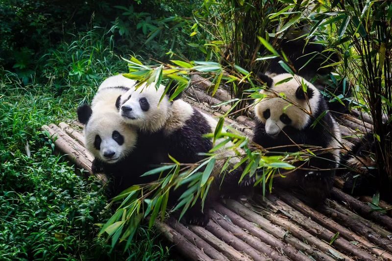 Panda Base & Dujiangyan Full-Day Guided Tour - At the Panda Base, Huahua is the big question