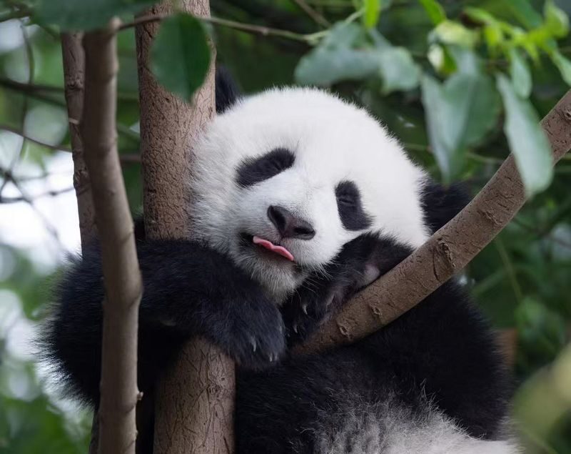 Panda Base & Dujiangyan Full-Day Guided Tour - Guides can lift the experience, but check the language
