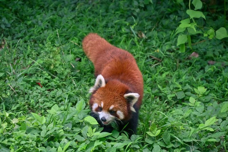 Panda Base & Dujiangyan Full-Day Guided Tour - Coach, lunch, and the small things that affect value