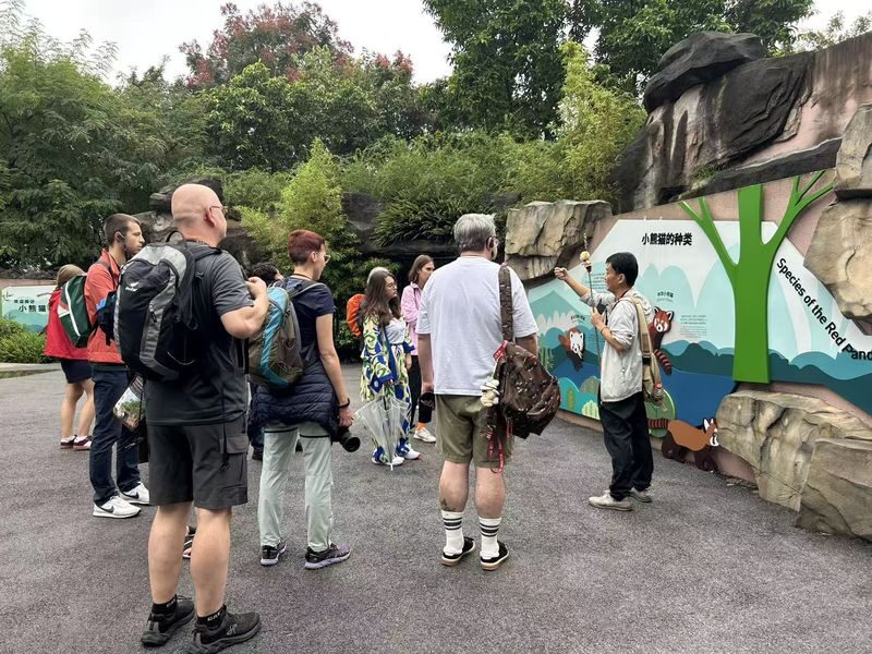 Panda Base & Leshan Giant Buddha Full-Day Guided Tour - Start early at Chengdu’s panda base