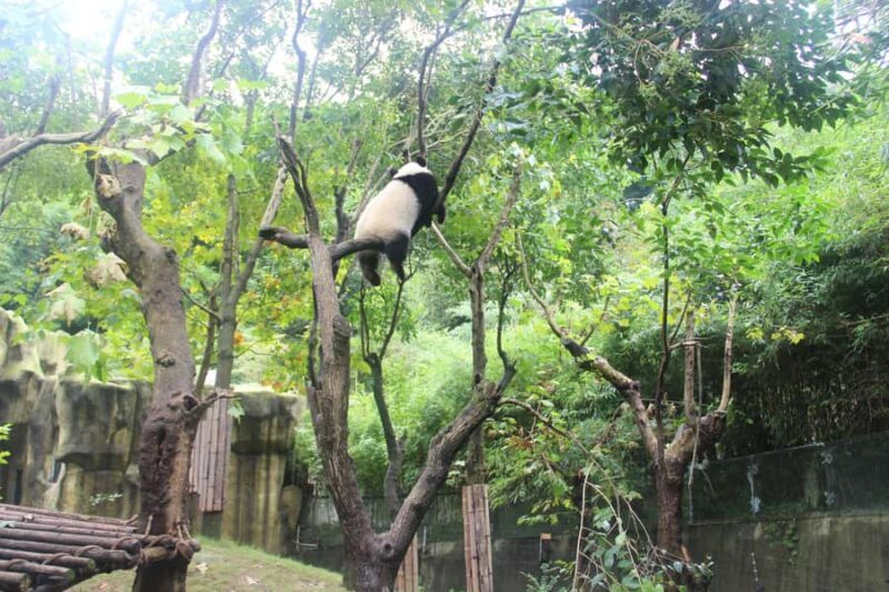 Panda Base/Leshan Giant Buddha/Multi-attraction Tour - Who Will Love This Tour?