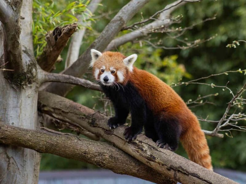 Panda & Friends Tour and a Day at Adelaide Zoo - An In-Depth Look at the Panda & Friends Tour