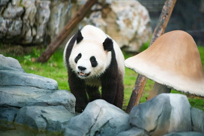 Panda Leshan Buddha Mt Emei 2 Days Trip Included 1 Night Stay - Booking and Cancellation Policies
