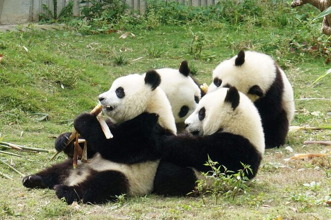 Panda Leshan Buddha Mt Emei 2 Days Trip Included 1 Night Stay - The Sum Up